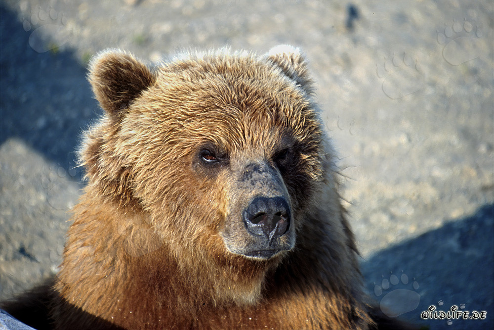 Imponente orso bruno con sguardo serio