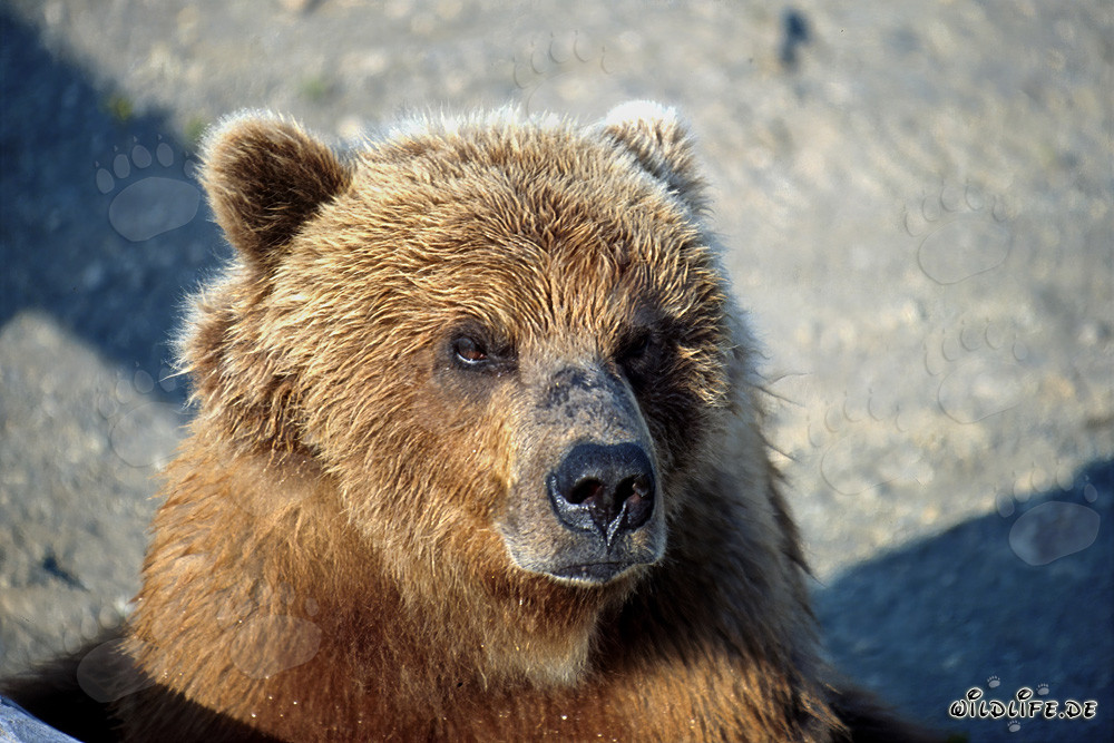 Impresionante oso pardo con mirada seria