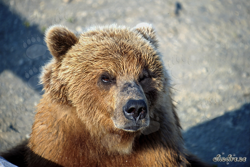Impressionnant ours brun au regard sérieux