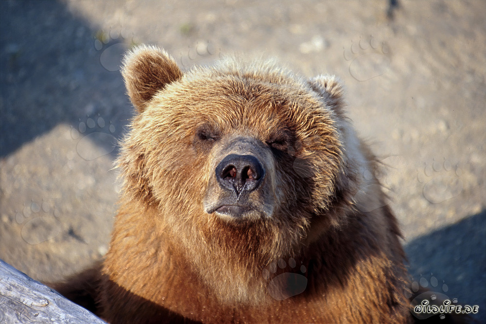 Weathered brown bear sensing the approaching winter at Brooks River in Alaska