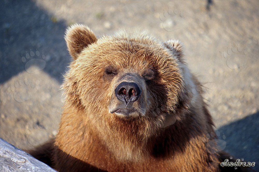 L'orso bruno avverte l'avvicinarsi dell'inverno presso il fiume Brooks in Alaska