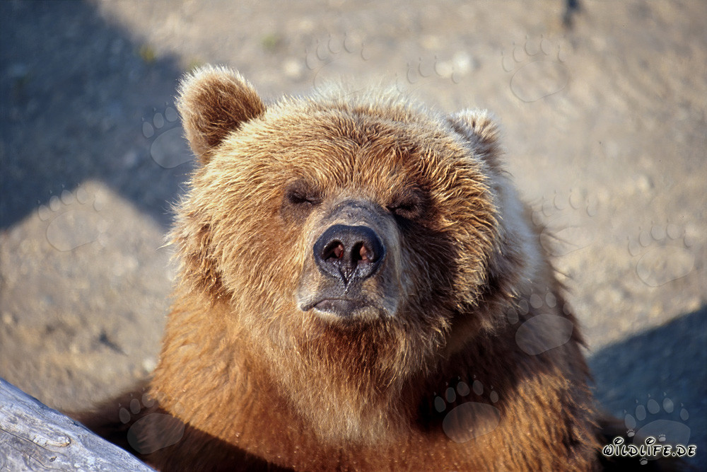 El oso pardo huele la llegada del invierno en el río Brooks en Alaska