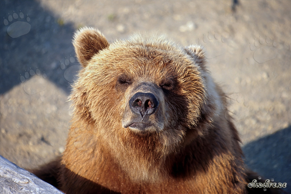 L'ours brun sent venir l'hiver au bord de la rivière Brooks en Alaska