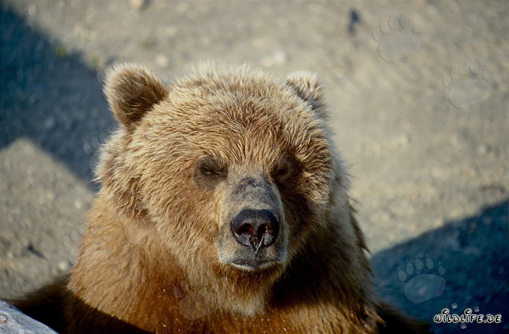 Brown Bear Portrait at Brooks River - Majestic Wildlife in Alaska