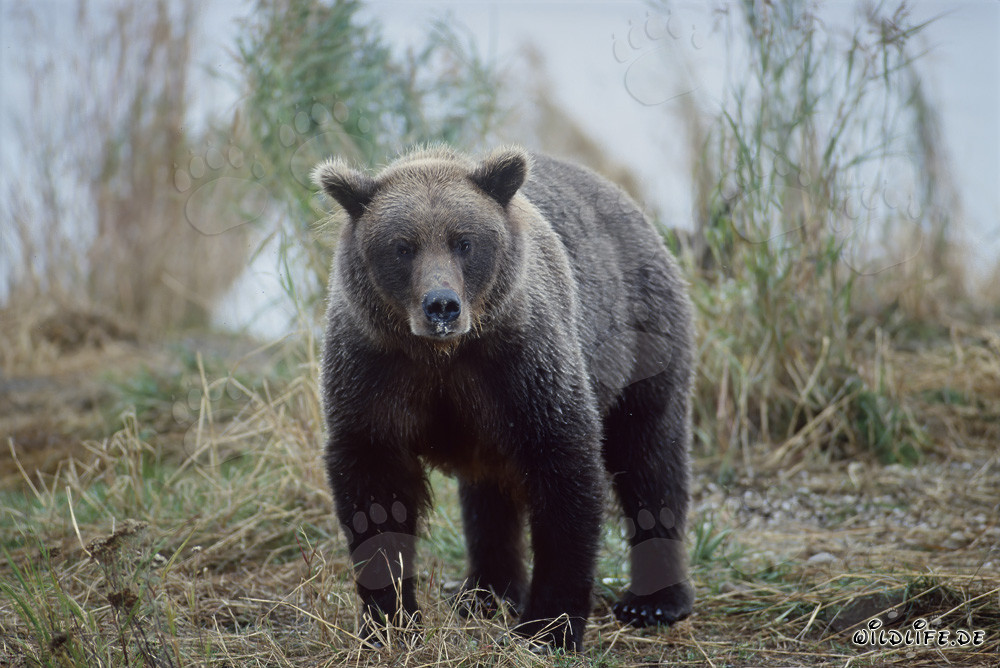 Majestätischer Braunbär am Brooks River in Alaska