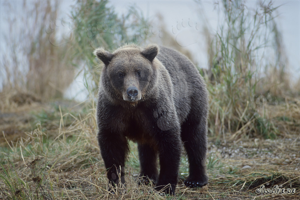 Majestic Brown Bear at Brooks River in Alaska