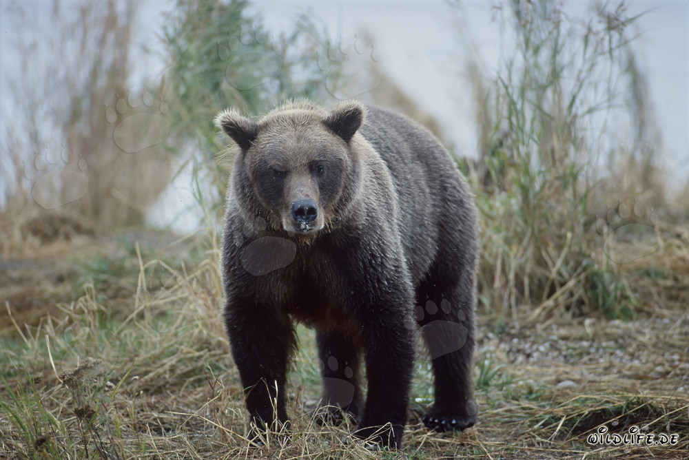 Orso bruno maestoso sul fiume Brooks in Alaska