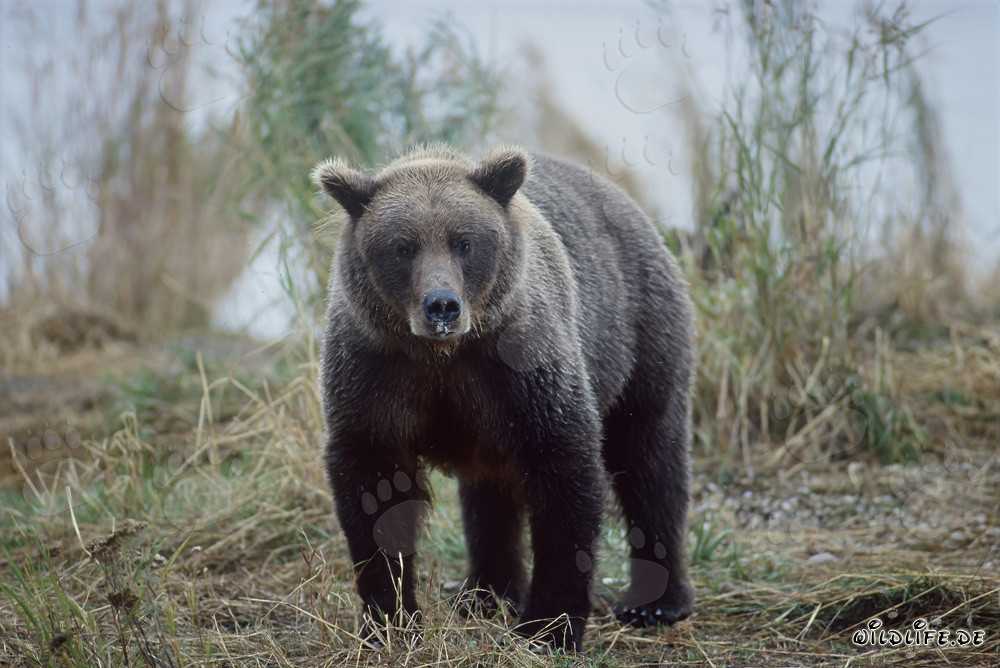 Ours brun majestueux sur la rivière Brooks en Alaska