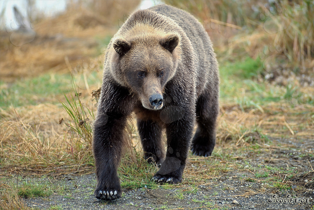 Maestoso orso bruno sulla riva del fiume