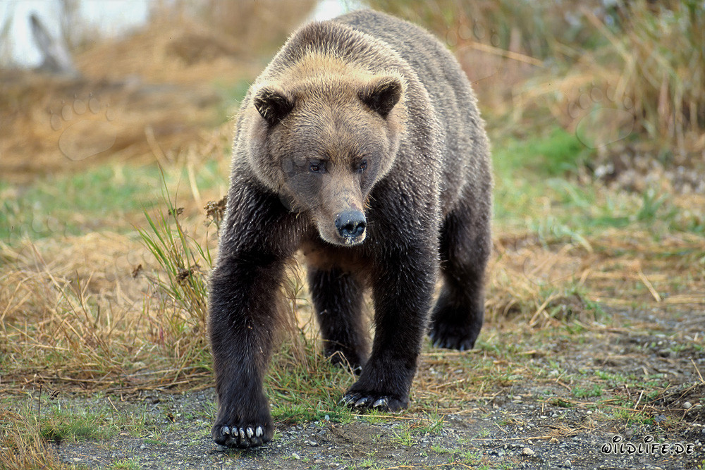 Majestätischer Braunbär am Flussufer