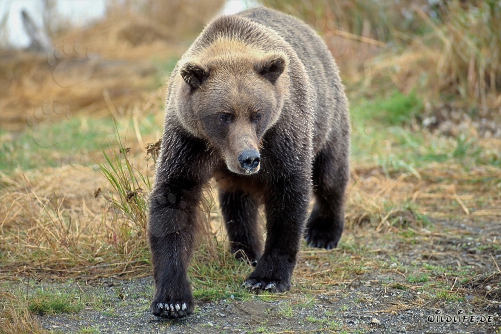 Majestic Brown Bear by the River Bank