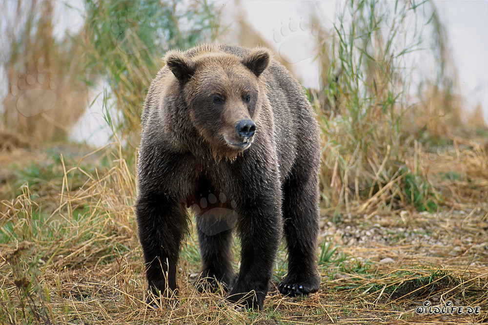 Majestätischer Braunbär am Brooks River, Alaska