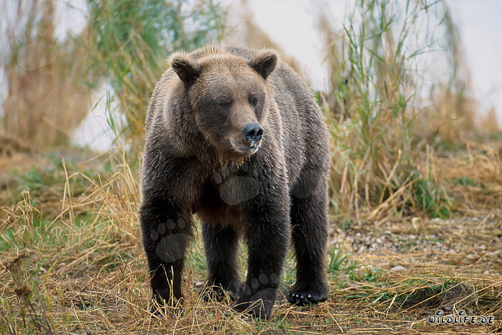 Majestic Brown Bear at Brooks River, Alaska