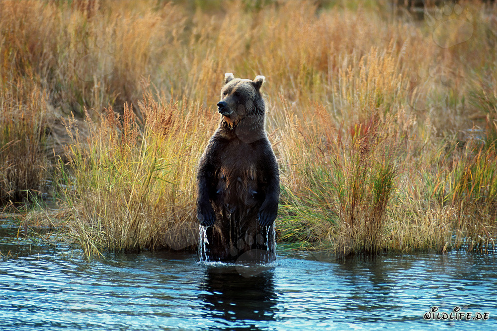 Brown bear overlooks its surroundings in an upright position