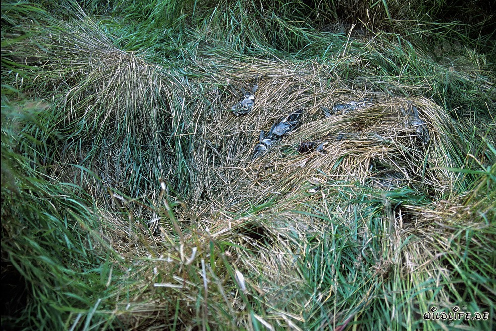 Braunbärenruhe am Brooks River in Katmai, Alaska