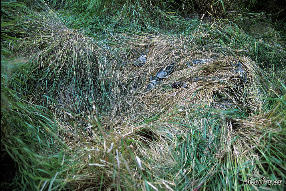 Brown bear resting place at Brooks River in Katmai, Alaska