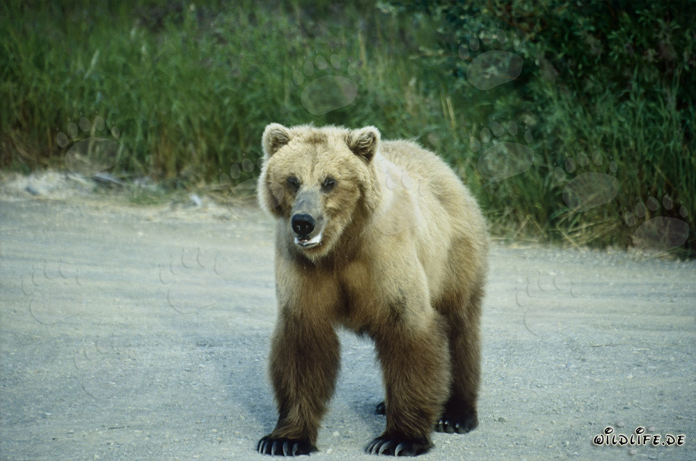 Mächtiger Braunbär am Brooks River in Alaska