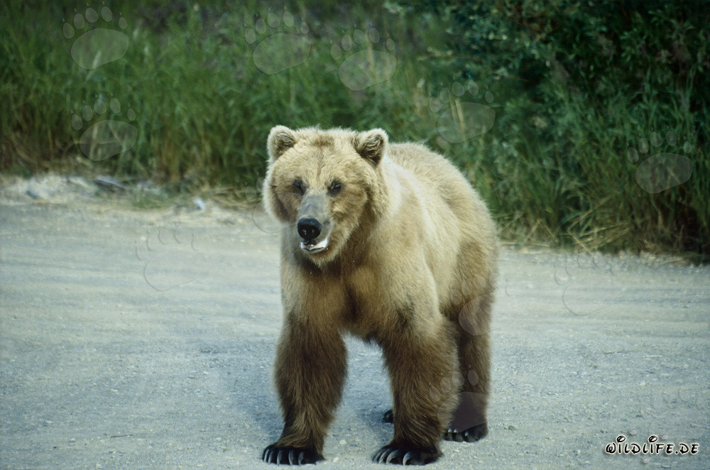 Poderoso oso pardo en el río Brooks en Alaska