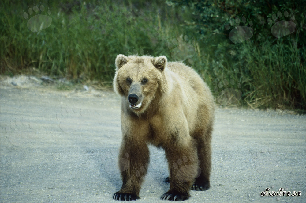 Puissant ours brun à la rivière Brooks en Alaska