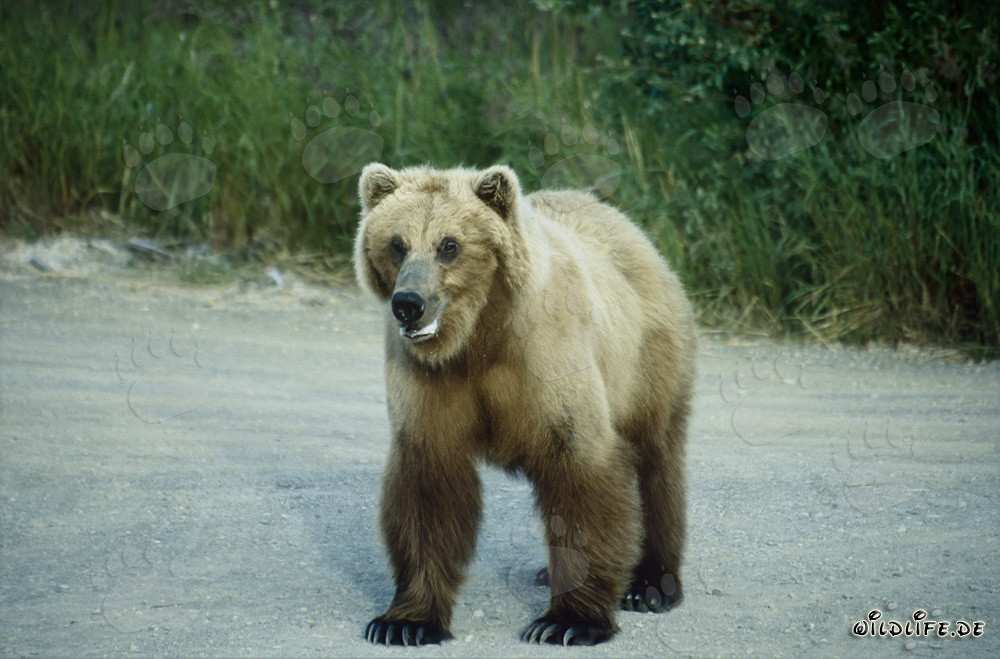 Majestätischer Braunbär am Brooks River in Alaska