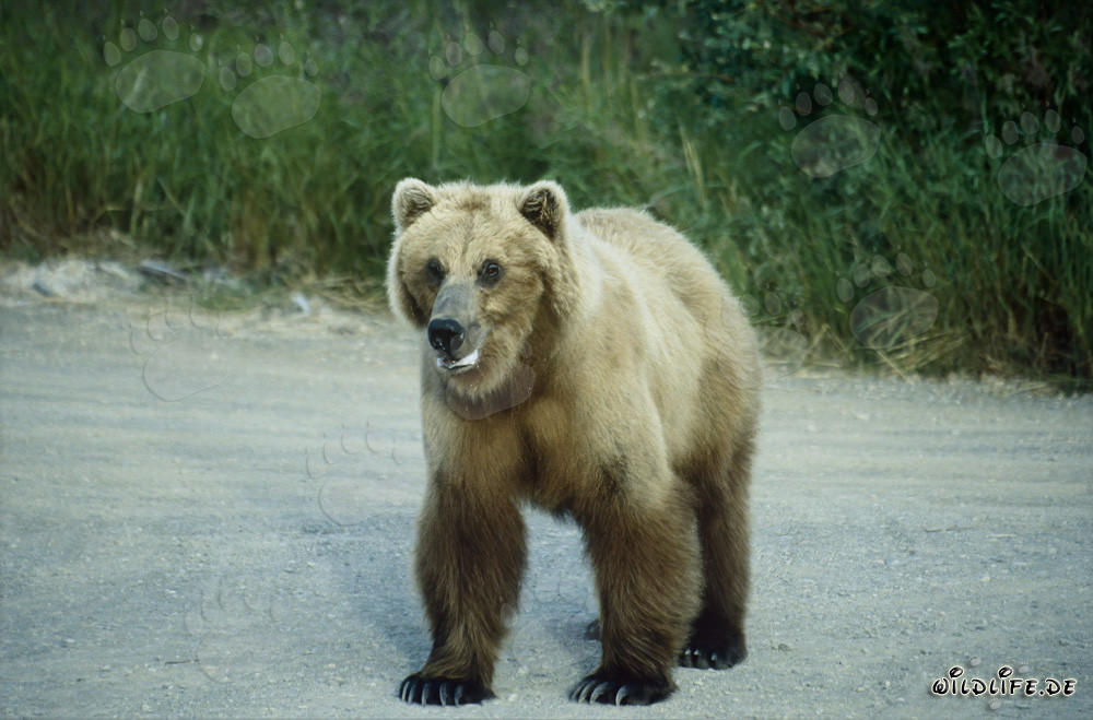 Majestic Brown Bear at Brooks River in Alaska