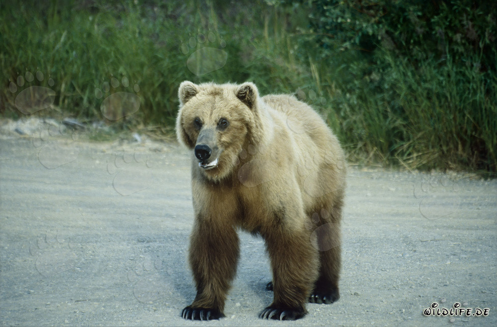 Orso bruno maestoso al Brooks River in Alaska
