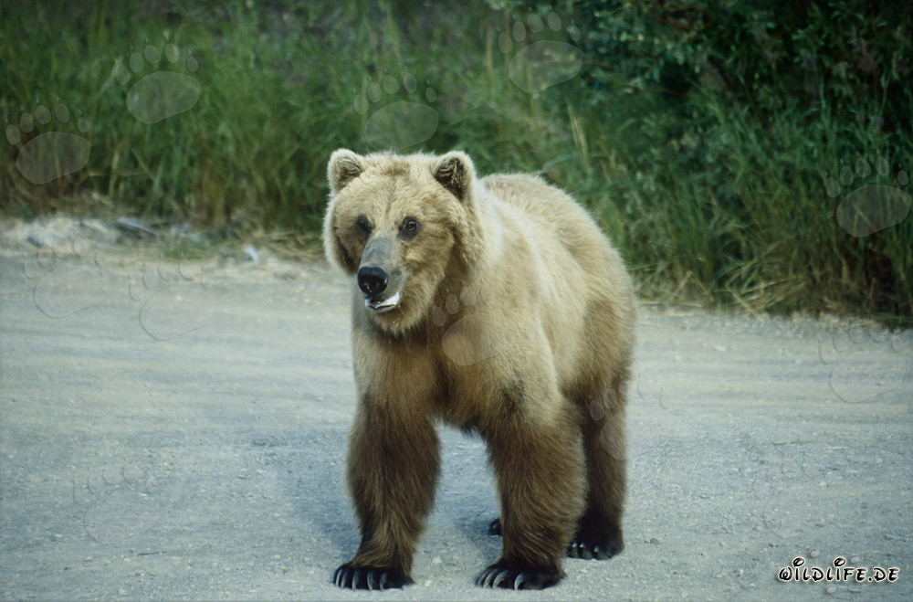 Oso pardo majestuoso en el río Brooks en Alaska