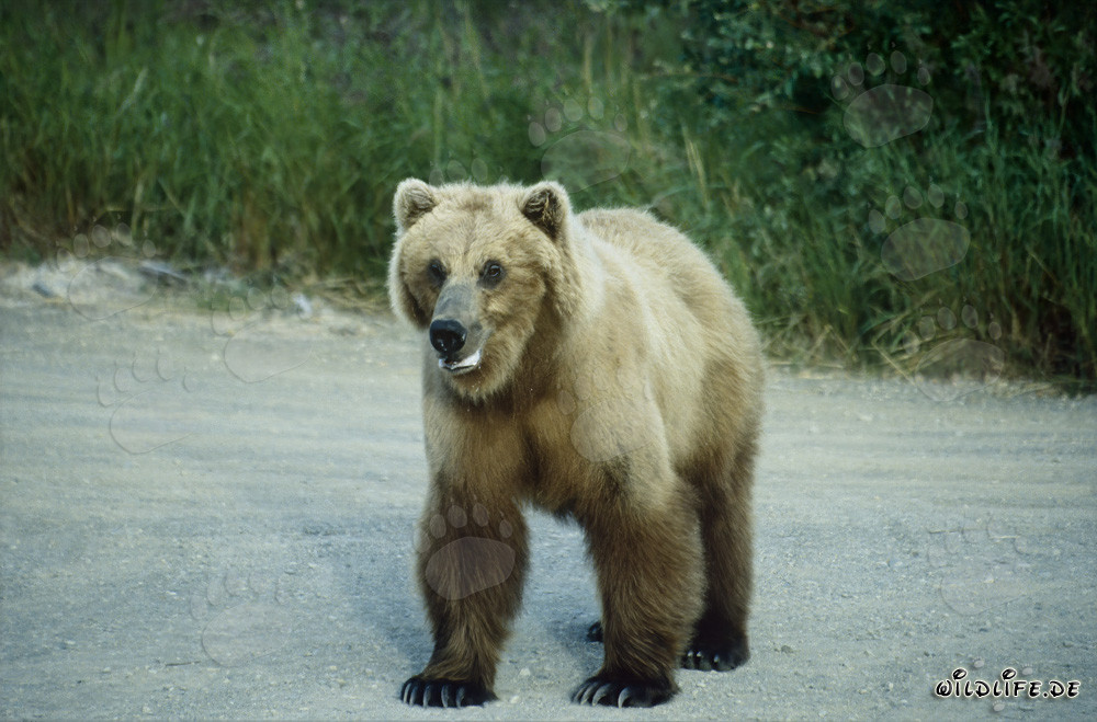 Ours brun majestueux au Brooks River en Alaska