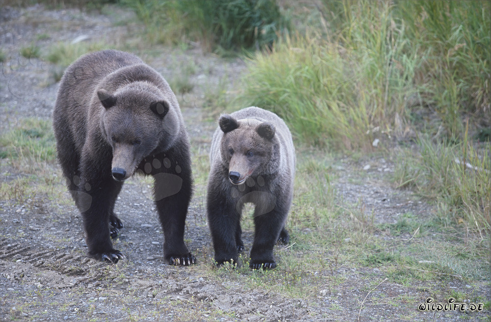 Braunbärin und Jungbär am malerischen Brooks River in Alaska