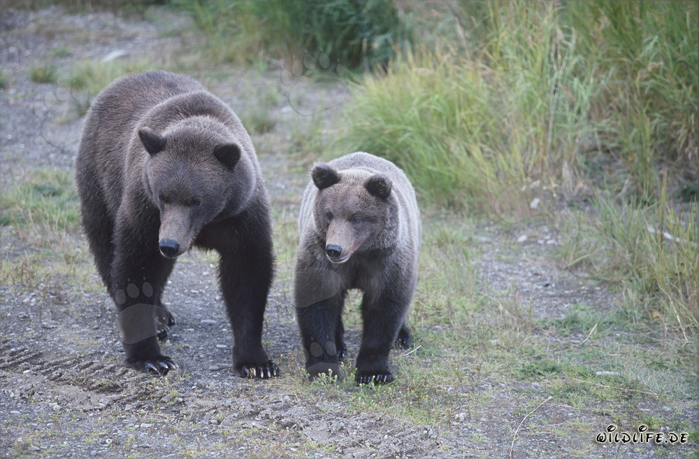 Orsa bruna e orsetto sul pittoresco fiume Brooks in Alaska
