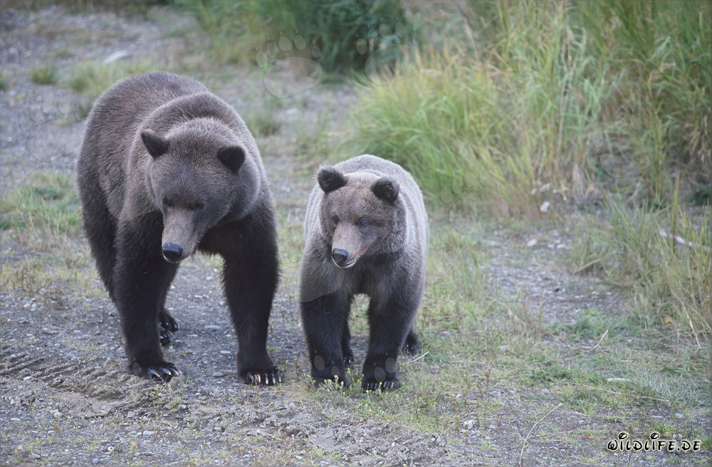 Osa parda y osezno en el pintoresco río Brooks en Alaska