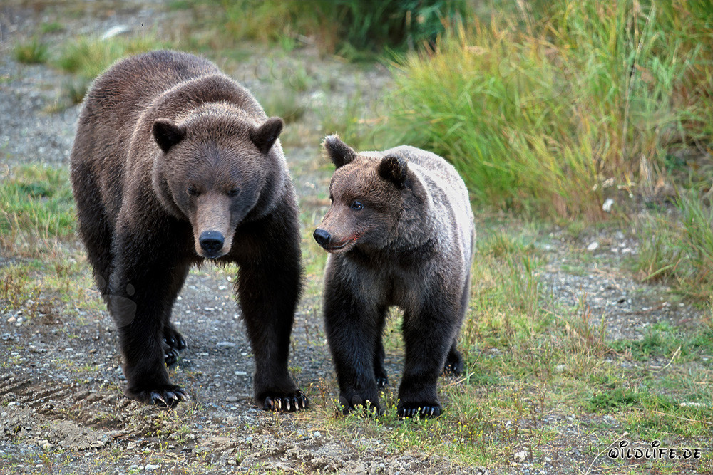 Braunbärin mit Jungbär in der Wildnis Alaskas beobachten Artgenossen