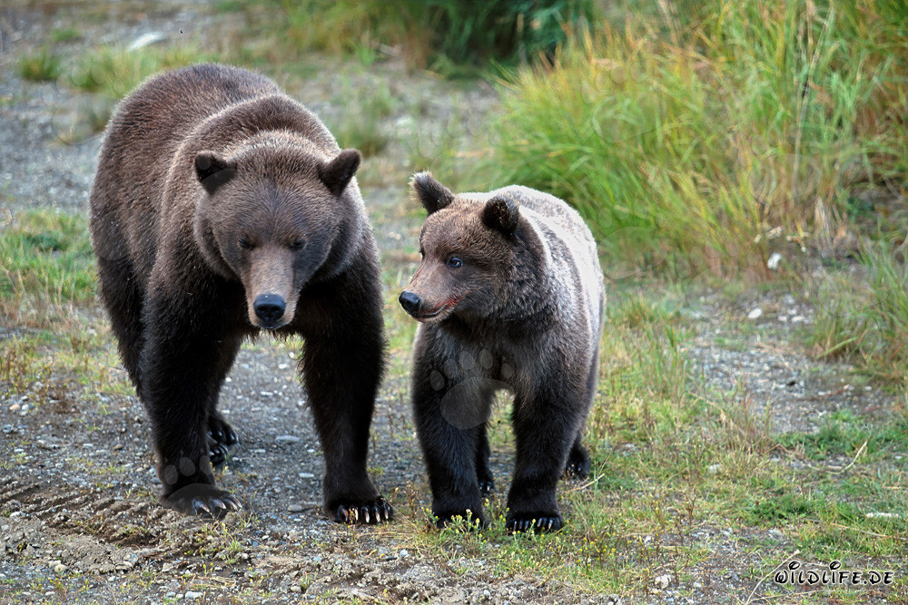 Observer une ourse brune avec son ourson dans la nature sauvage de l'Alaska en train d'observer des congénères