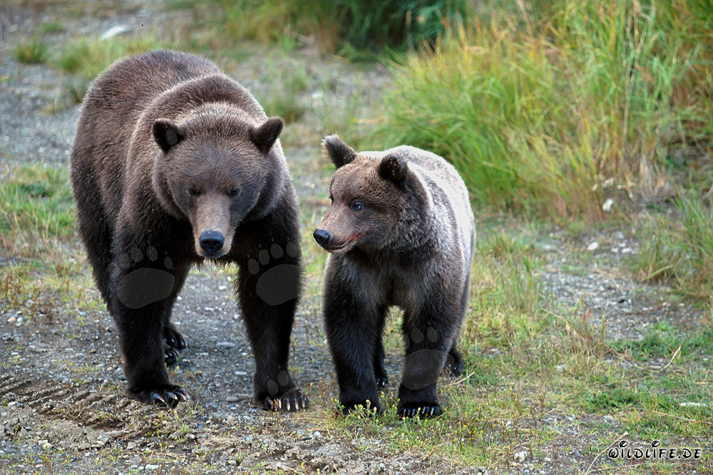 Observing sow with young bear in the wilderness of Alaska watching fellow bears