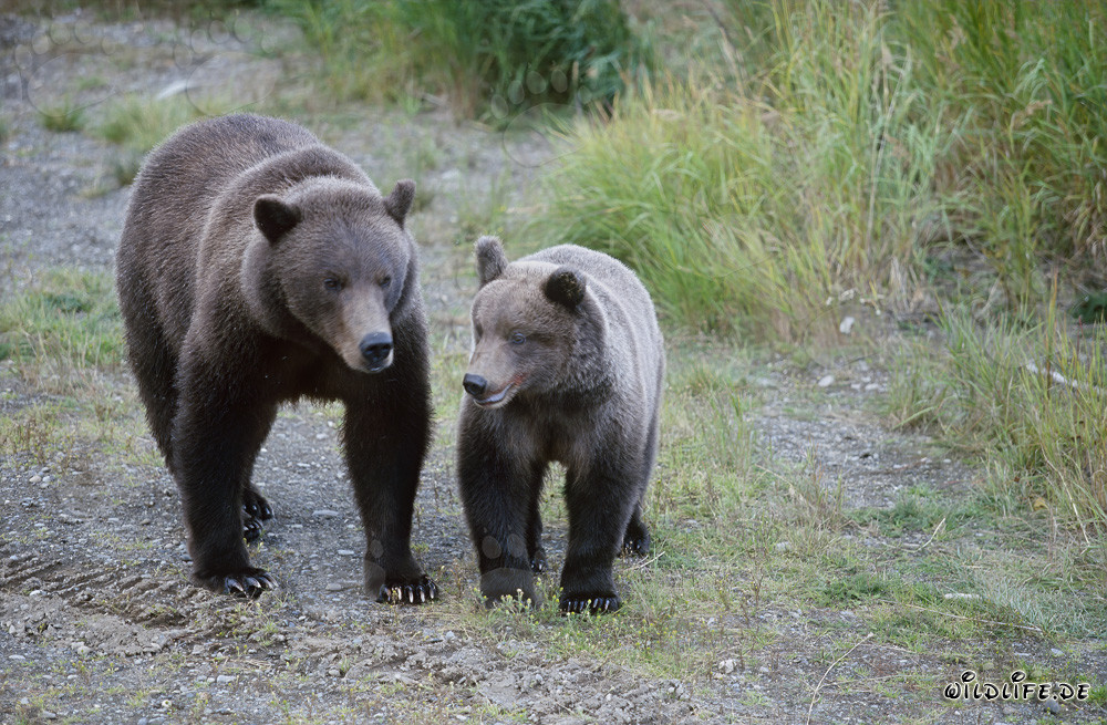 Braunbärin mit Jungbär am Brooks River in Alaska