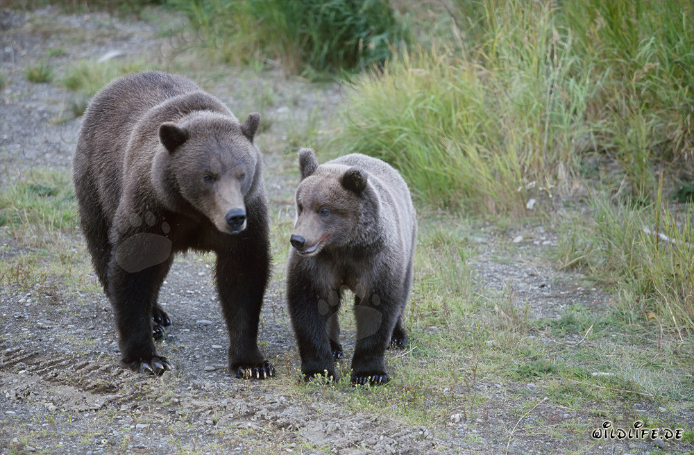 Brown bear with cub at Brooks River in Alaska