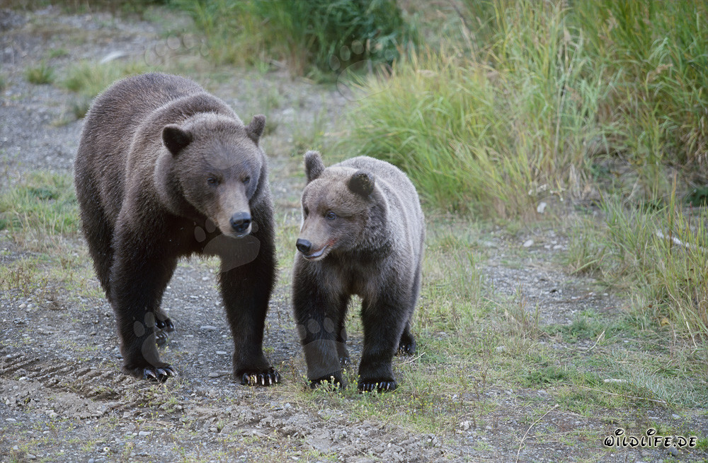 Orsa bruna con cucciolo al fiume Brooks in Alaska