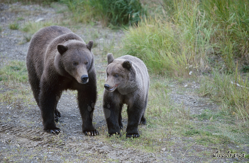 Osa parda con osezno en el río Brooks en Alaska