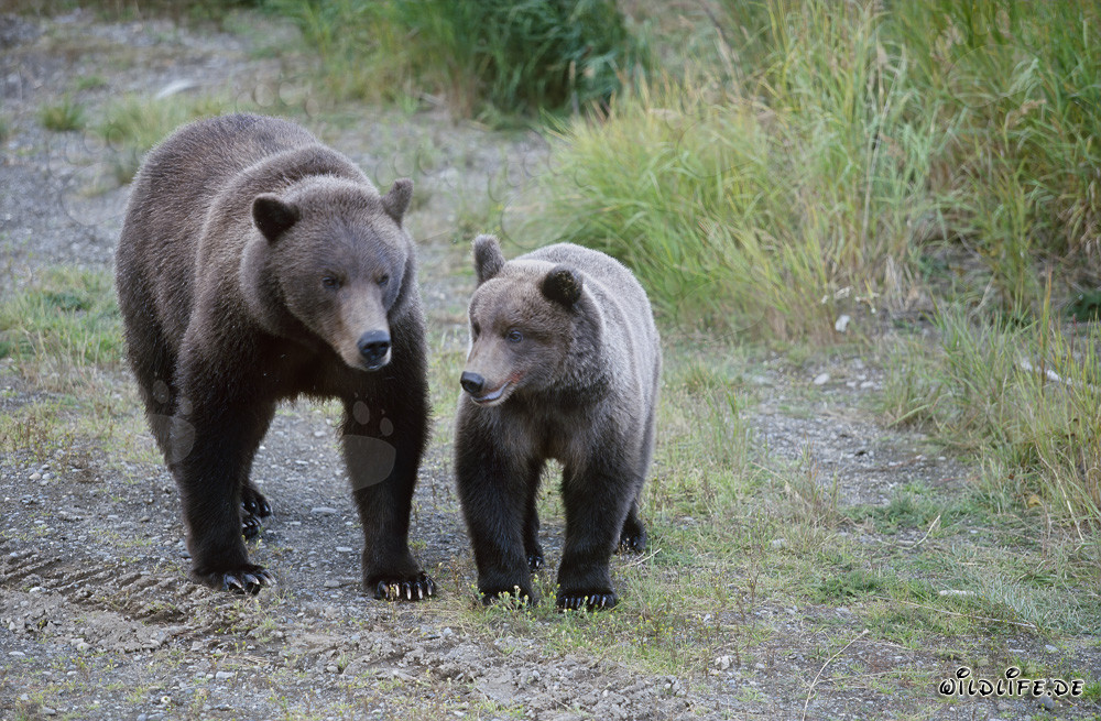 Ourse brune avec ourson au fleuve Brooks en Alaska