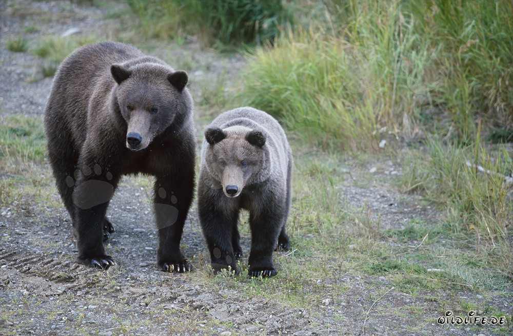 Braunbärin mit Jungbär am Brooks River in Alaska