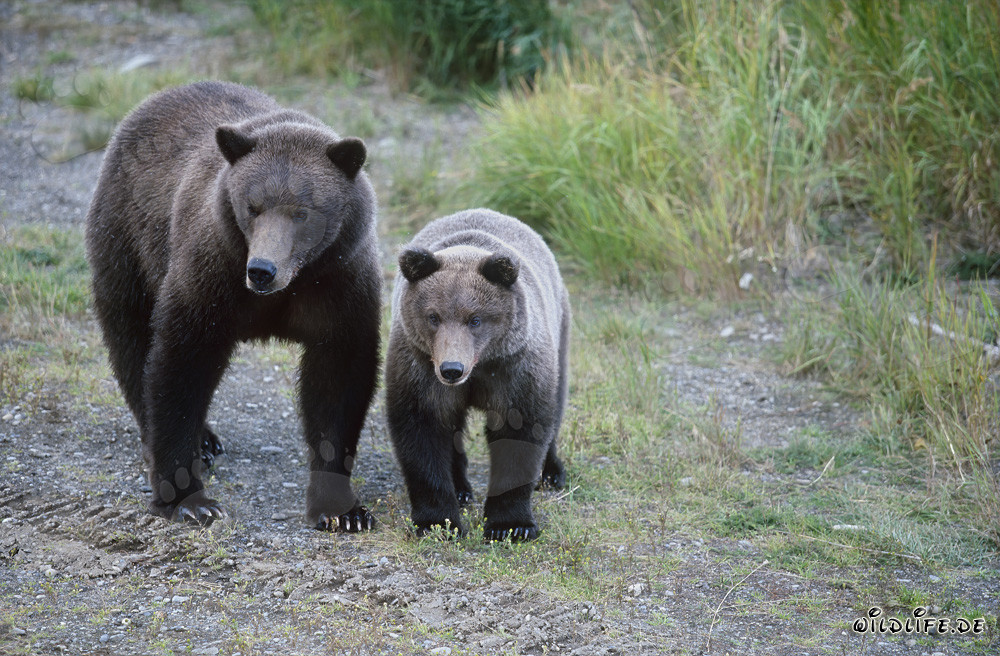 Brown bear with cub at Brooks River in Alaska