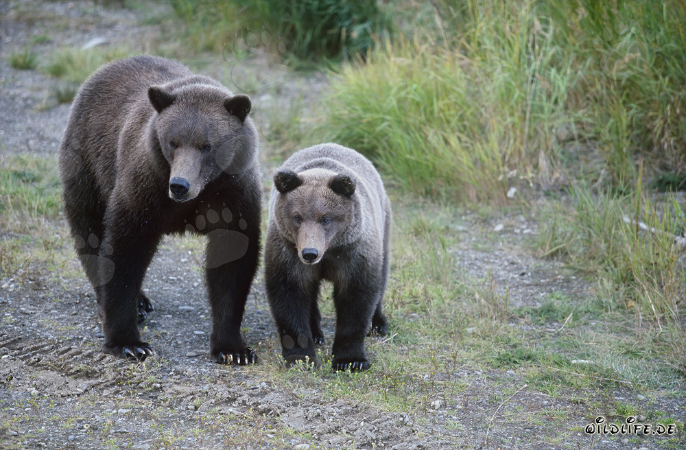 Orsa bruna con cucciolo sul Brooks River in Alaska