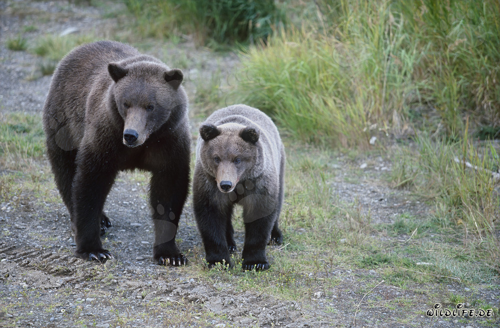 Osa parda con osezno en el río Brooks en Alaska