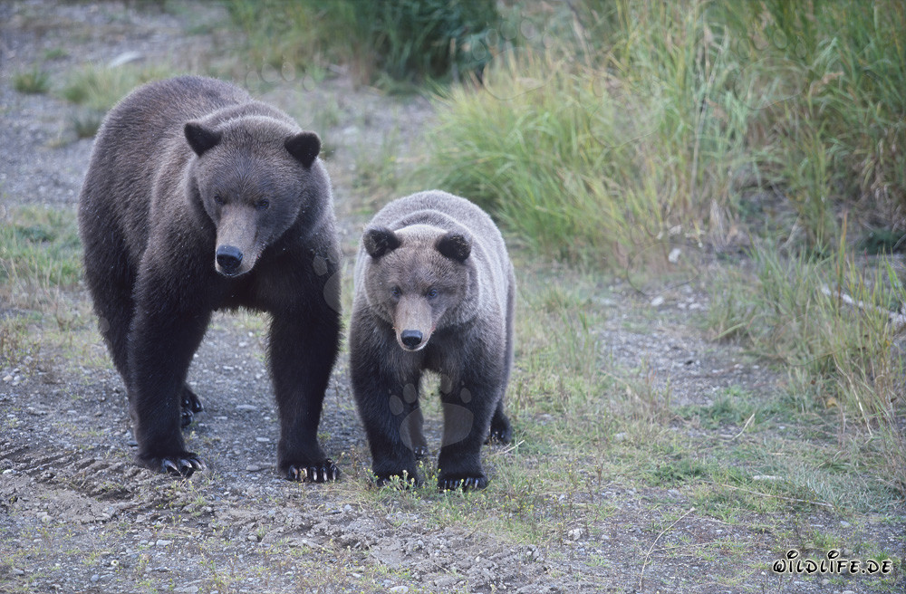 Braunbärin mit Jungbär am Brooks River