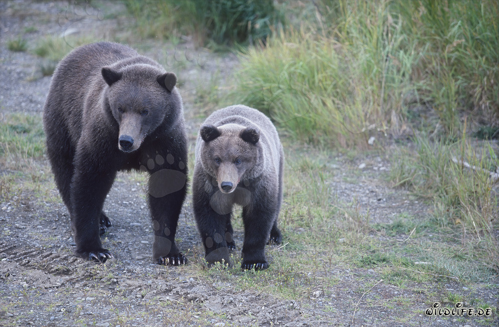 Brown bear with cub at Brooks River