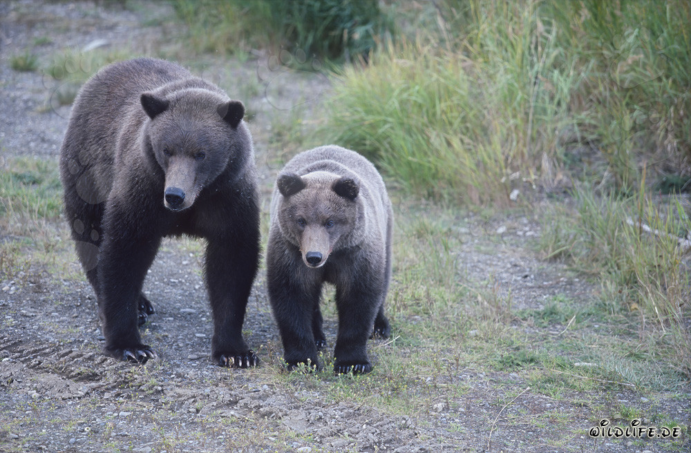 Orsa bruna con orsetto al Brooks River