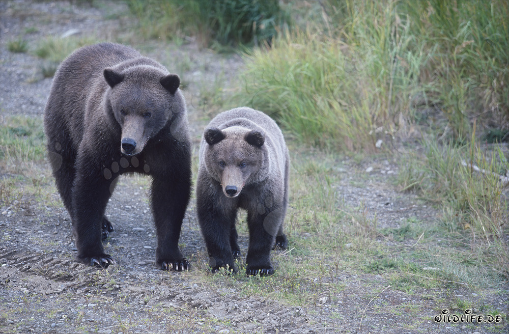 Osa parda con osezno en el río Brooks