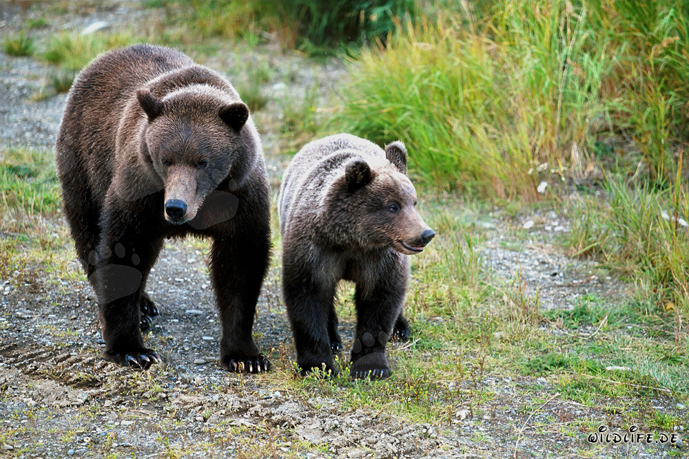 Braunbärin mit Jungbär beobachten großen Bären am Flussufer