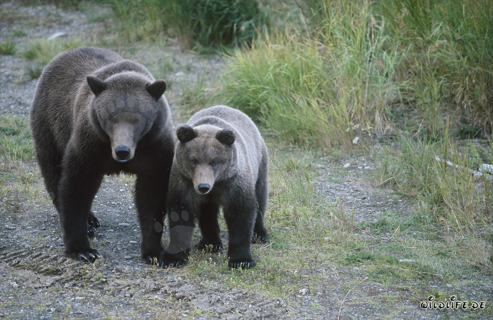 Braunbärin mit Jungbär am Brooks River - Majestätische Tiere in der Wildnis Alaskas