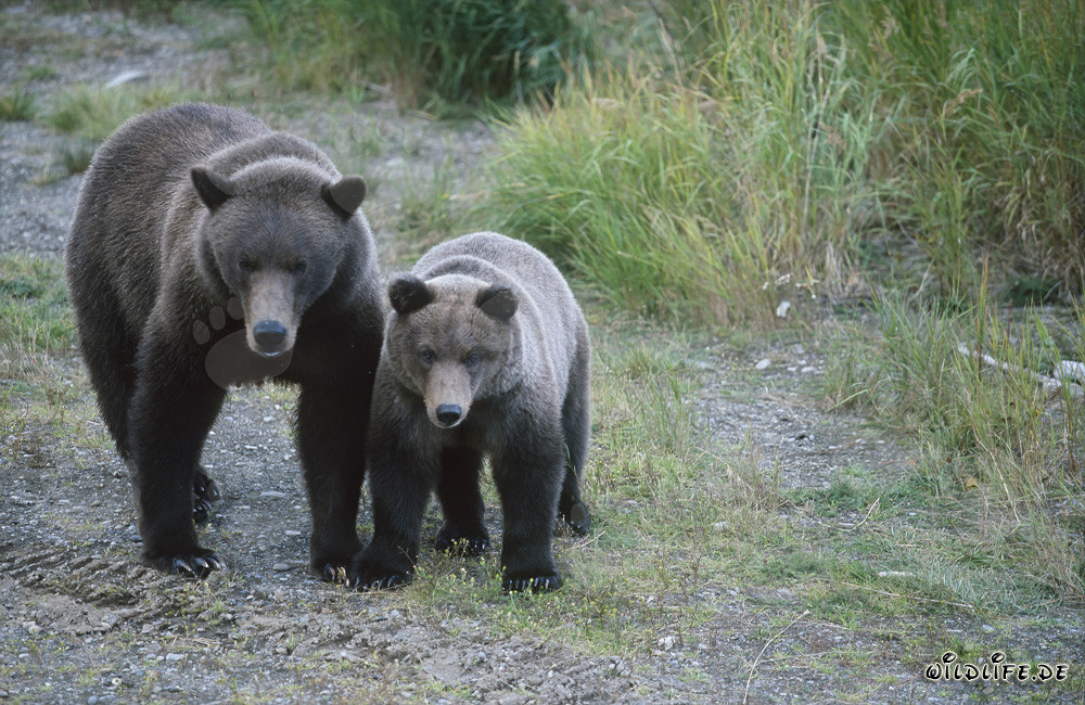 Brown Bear with Cub at Brooks River - Majestic Wildlife in the Alaskan Wilderness
